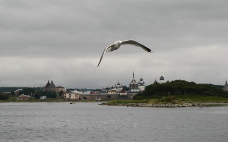 Соловецкая чайка - символ островов